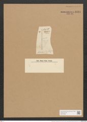 Nitzschia sigma var. rigida (Kuetz.) Grun. (de-Toni-Nr.: Genus 47, Species 2099) Zeichnungen Sammlung Grunow Nr. 4191 (NHMW-BOT-W0372090)